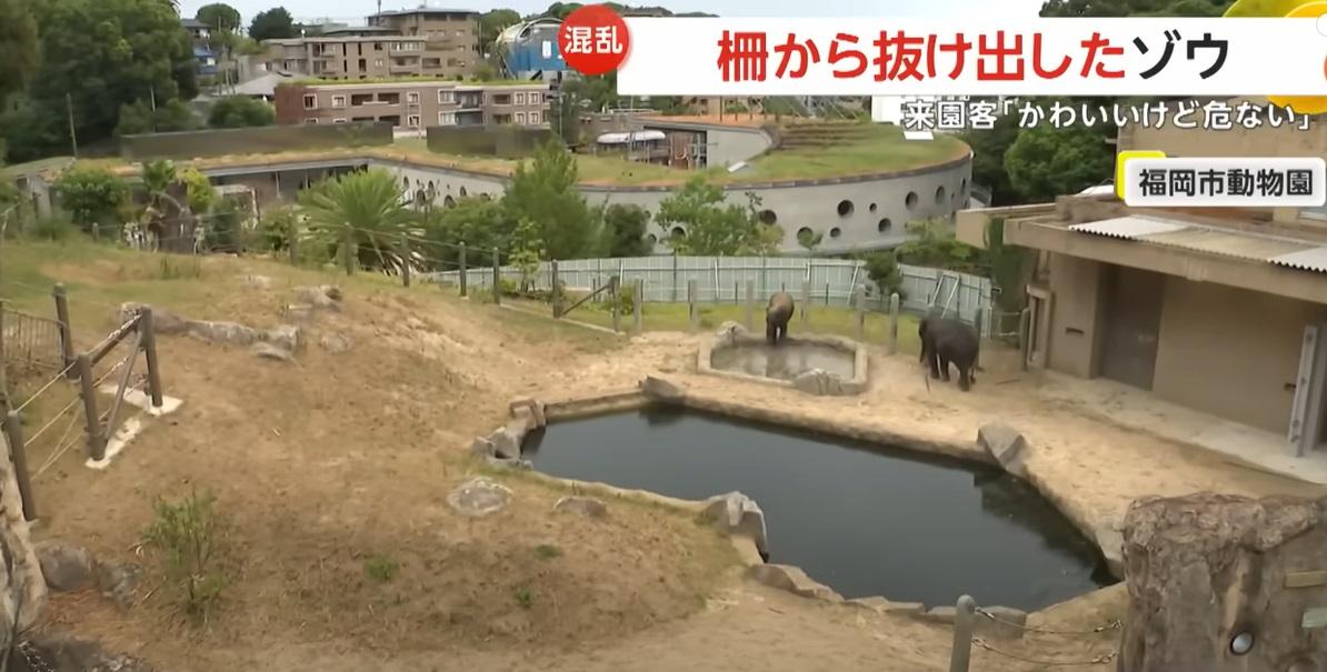 福岡市動植物園大象園區。(互聯網)