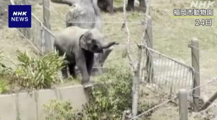 幼象穿過欄柵逃走。(互聯網)