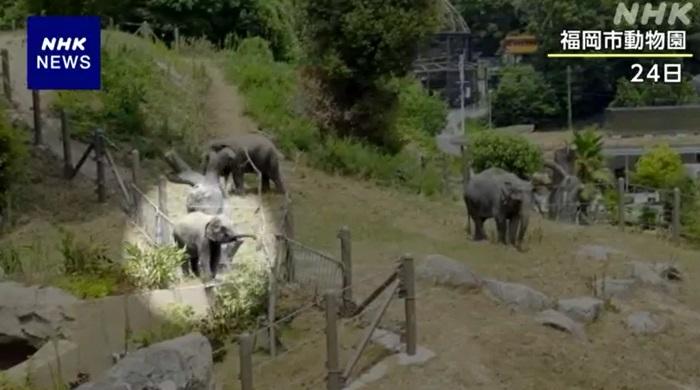 幼象穿過欄柵逃走。(互聯網)