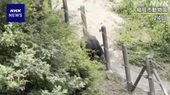 幼象從欄柵繩子的縫隙鑽出。(互聯網)