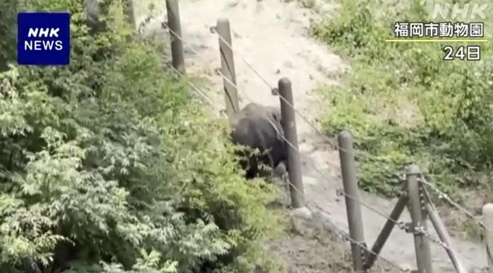 幼象從欄柵繩子的縫隙鑽出。(互聯網)