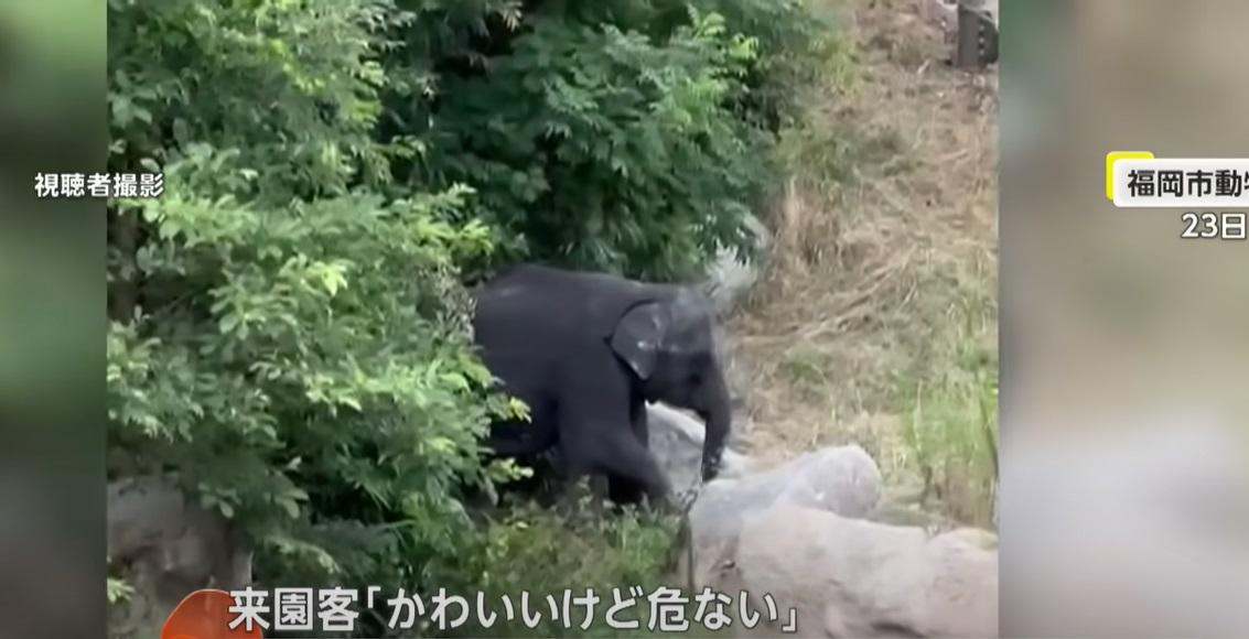 幼象穿過欄柵逃走。(互聯網)