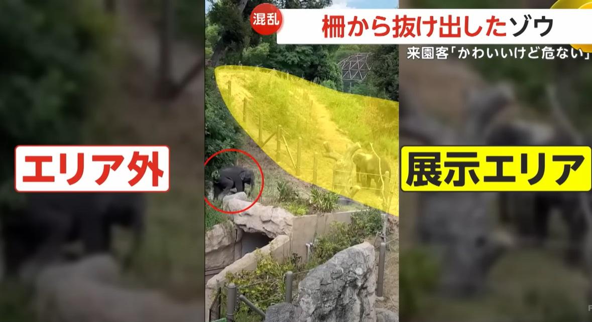 幼象離開活動區,穿過欄柵逃走。(互聯網)