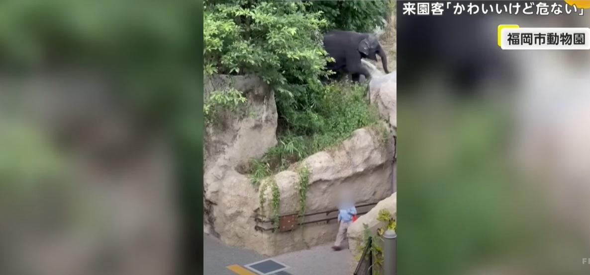 幼象離開活動區期間,下方有遊客經過。(互聯網)