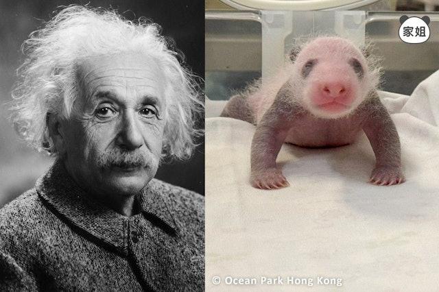 海洋公園發布熊貓家姐的最新照片,可見「家姐」擺出不同表情和動作,與物理學家愛因斯坦甚為相似。(pandahk_official@IG圖)