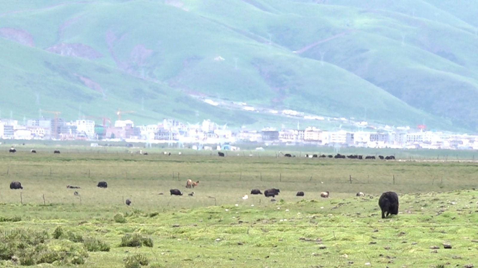 國慶75周年|西藏不少村民世代靠放牧為生,過往人畜共住,有安全隱患,政府其後興建牛棚,分開居住空間。(港台圖片)