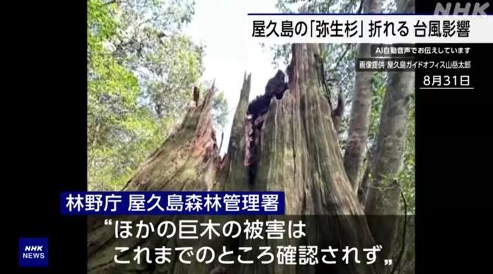 「彌生杉」樹身折斷。(互聯網)