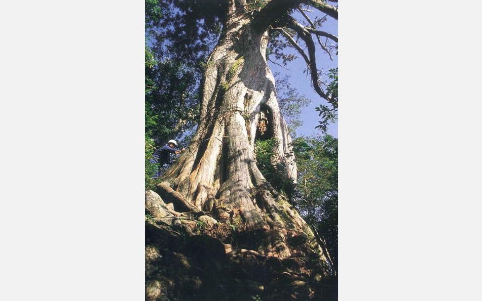 「彌生杉」原來的模樣。(互聯網)