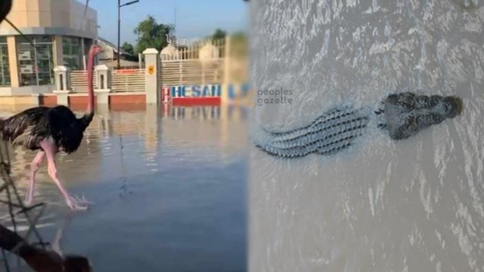 鱷魚與鴕鳥走失。(互聯網)