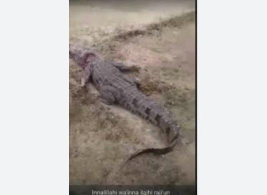 尼日利亞動物園被洪水淹浸,鱷魚走進民宅。(互聯網)