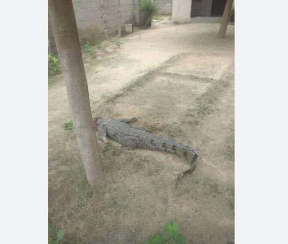 尼日利亞動物園被洪水淹浸,鱷魚走進民宅。(互聯網)