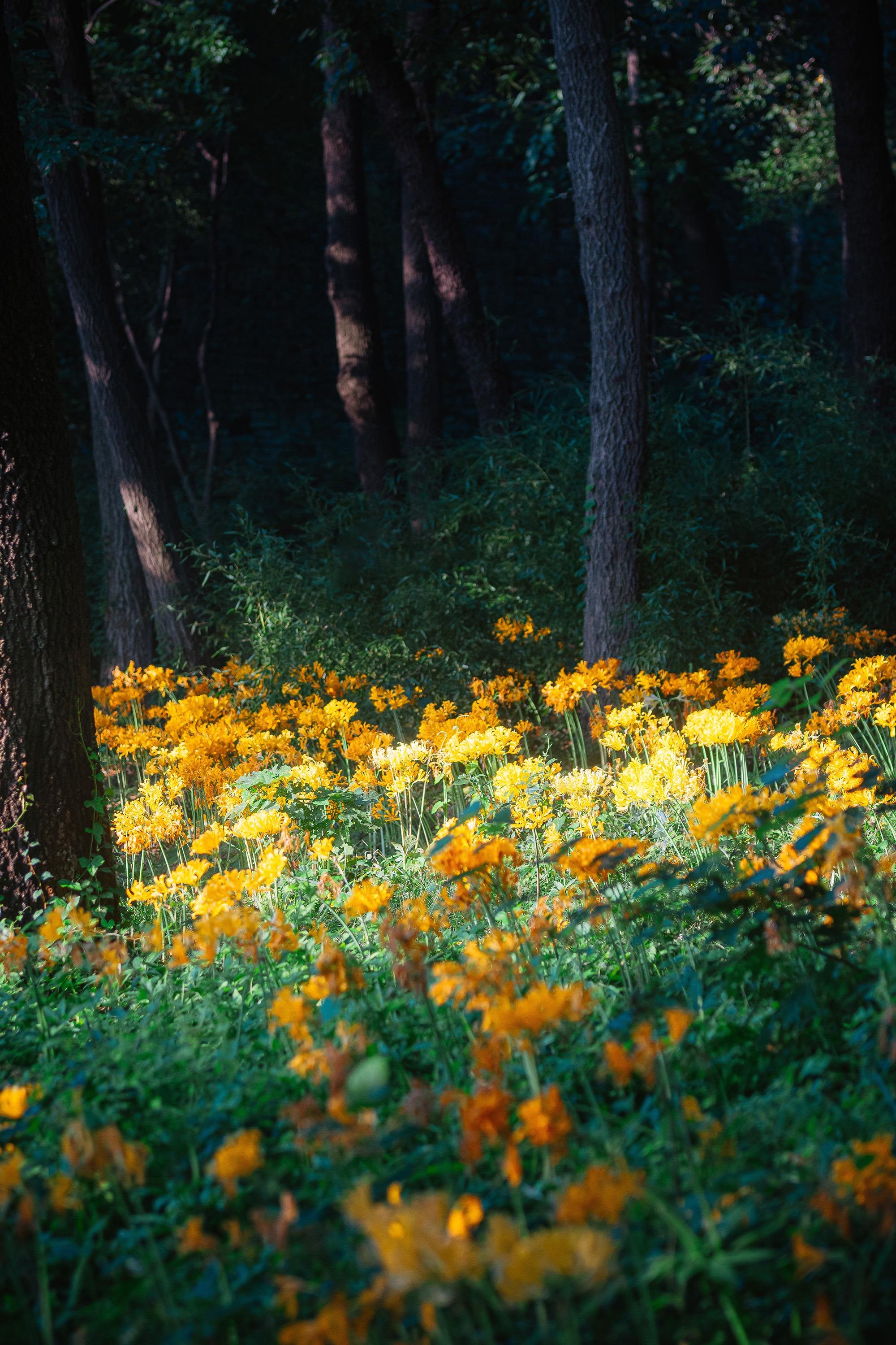 南京琵琶湖,是欣賞石蒜花的好去處之一,只見成片金黃色的石蒜花在湖邊開得艷麗,陽光透過樹林灑下來,讓石蒜花披上一層金光,美得像一幅油畫。(圖片來源:影行人@小紅書)