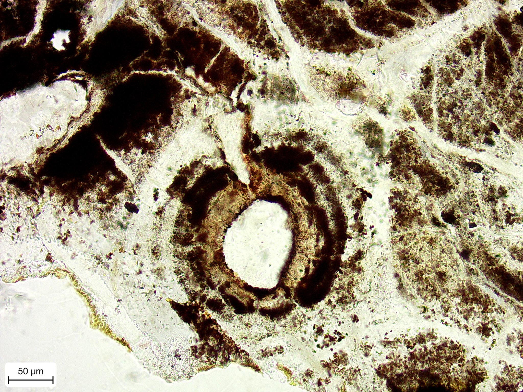 另一塊切片在顯微鏡下的骨組織放大圖,黃色圓圈代表一個完整的次級骨單 位。(照片由古脊椎所提供)