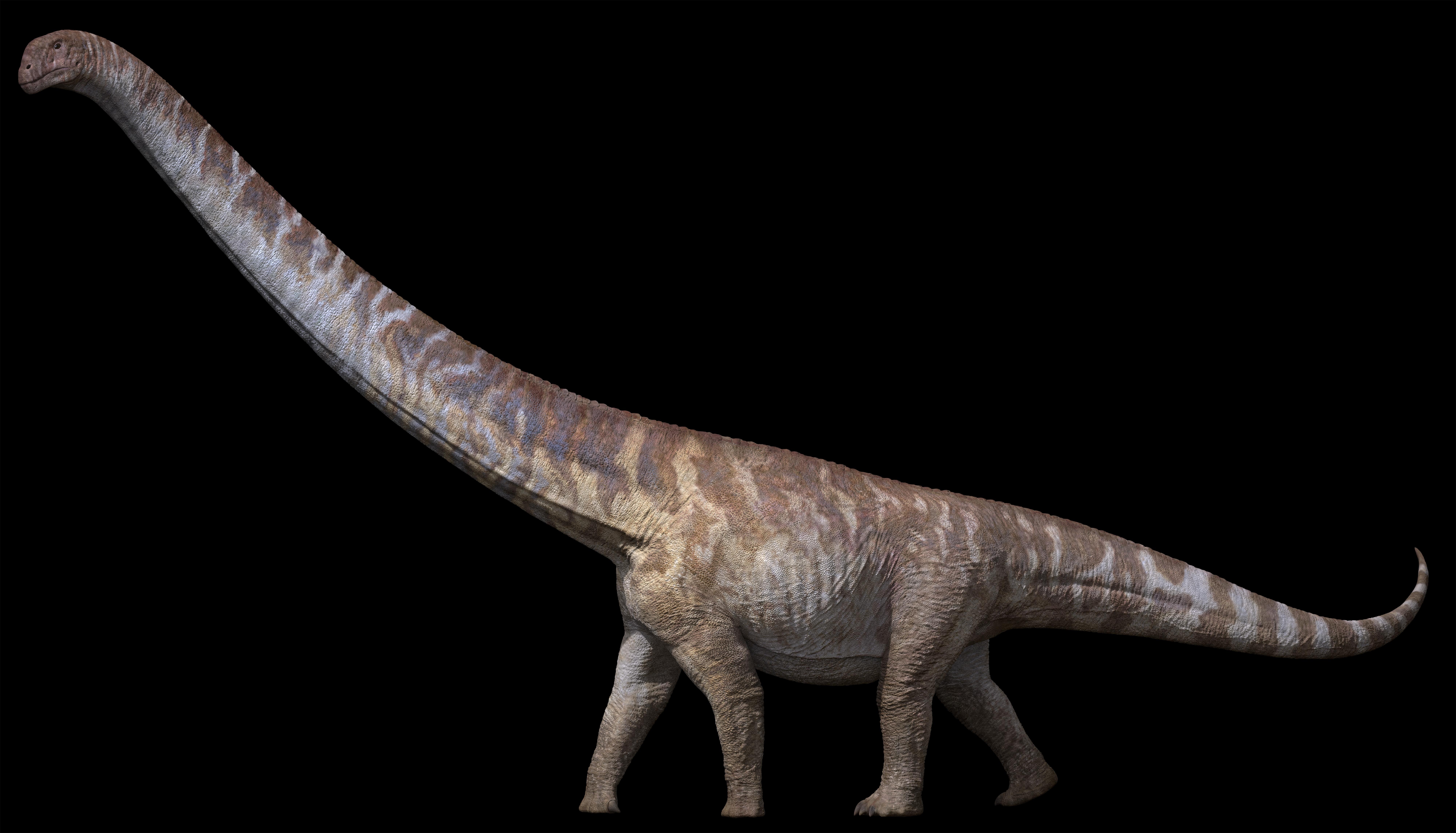 古脊椎所專家推測赤洲的大型恐龍,可能性之一是蜥腳類恐龍(sauropod dinosaur),圖為蜥腳類恐龍示例。(古脊椎所)