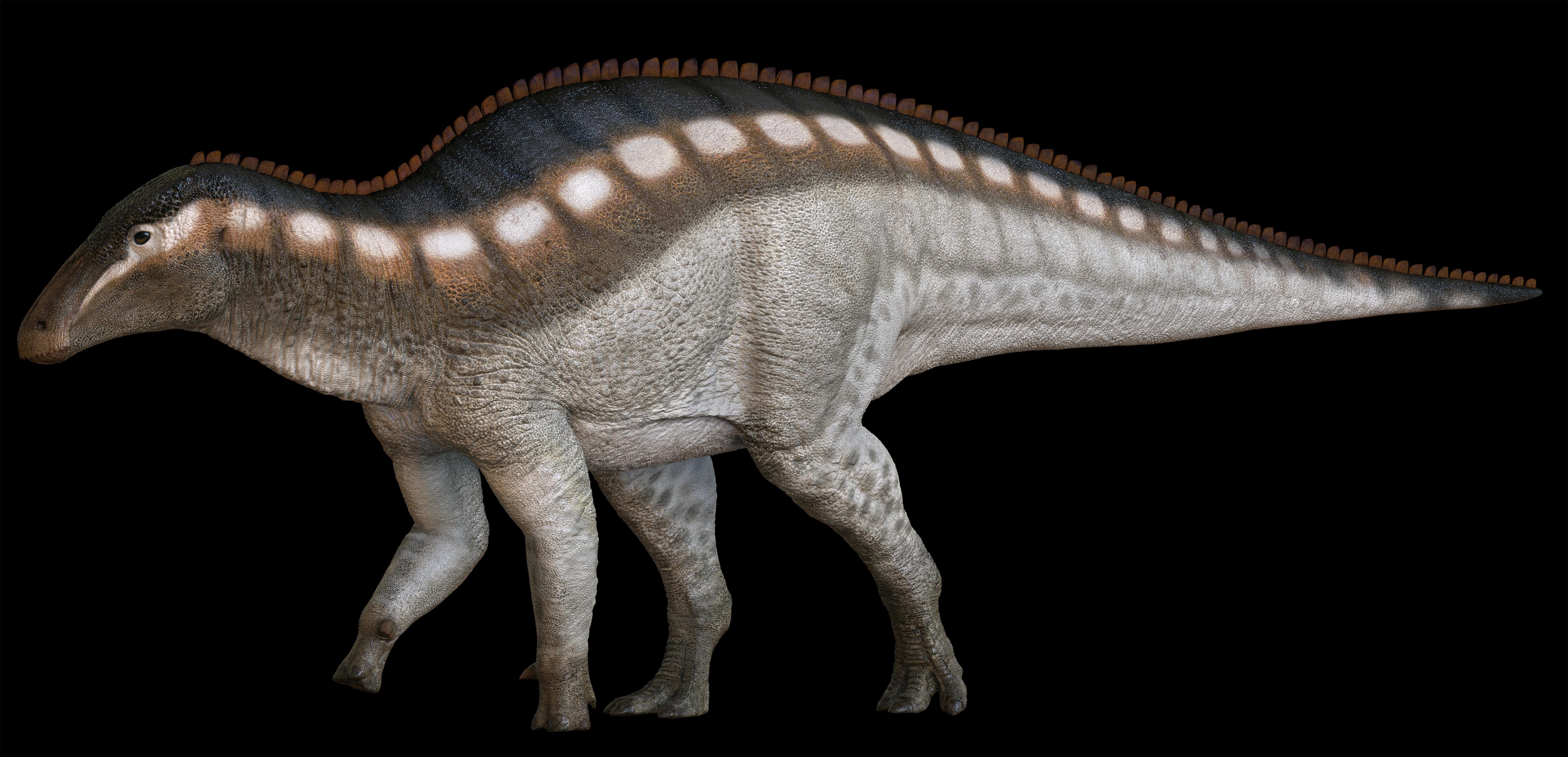 古脊椎所專家推測赤洲的大型恐龍,可能性之一是鳥臀類恐龍(ornithischian dinosaur) ,圖為鳥臀類恐龍示列。(古脊椎所)