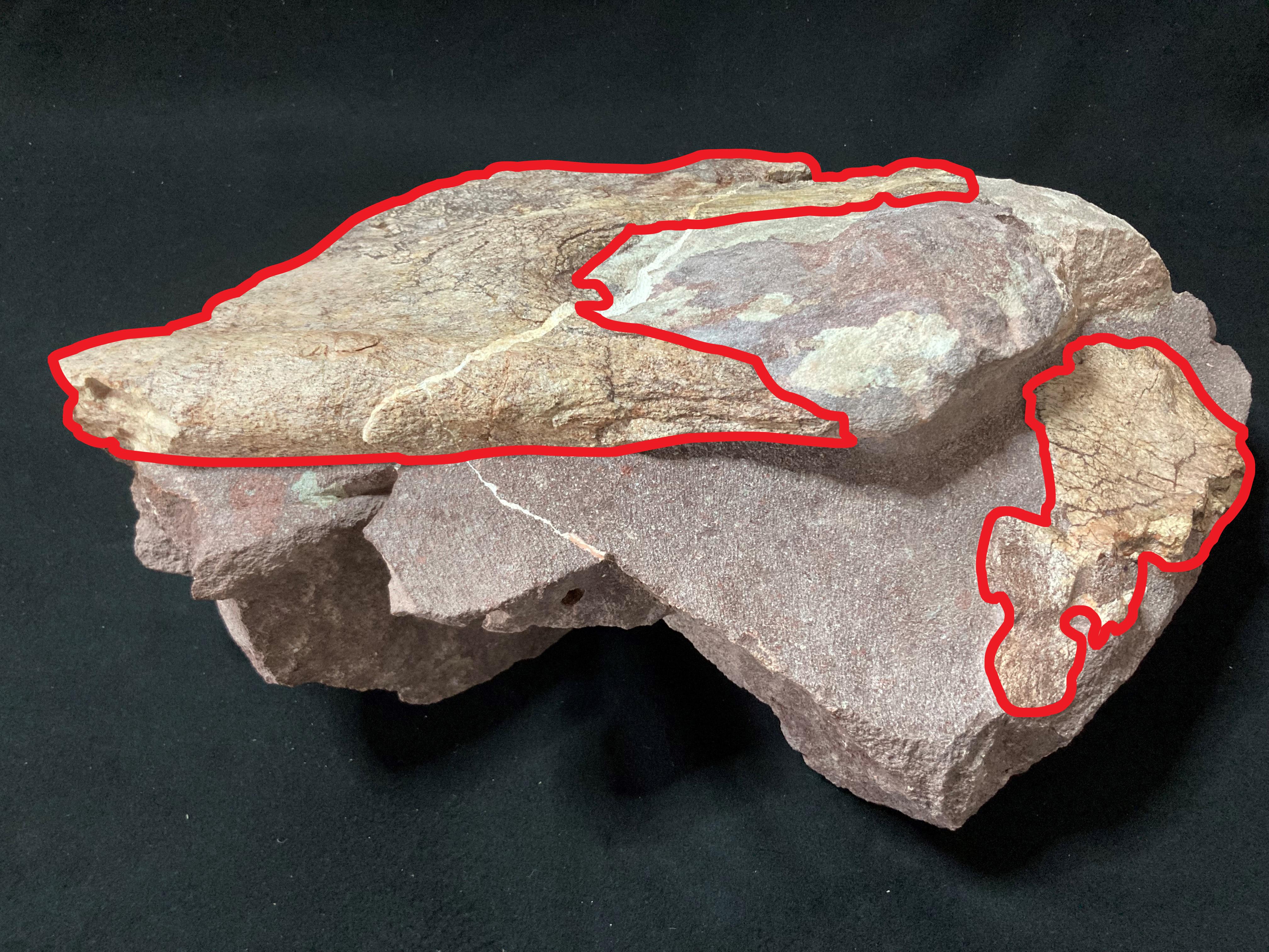 恐龍骨骼化石呈扁平狀態。(古蹟辦)