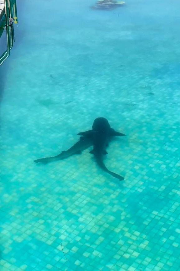 看到小鯊魚嗎?(網上圖片)