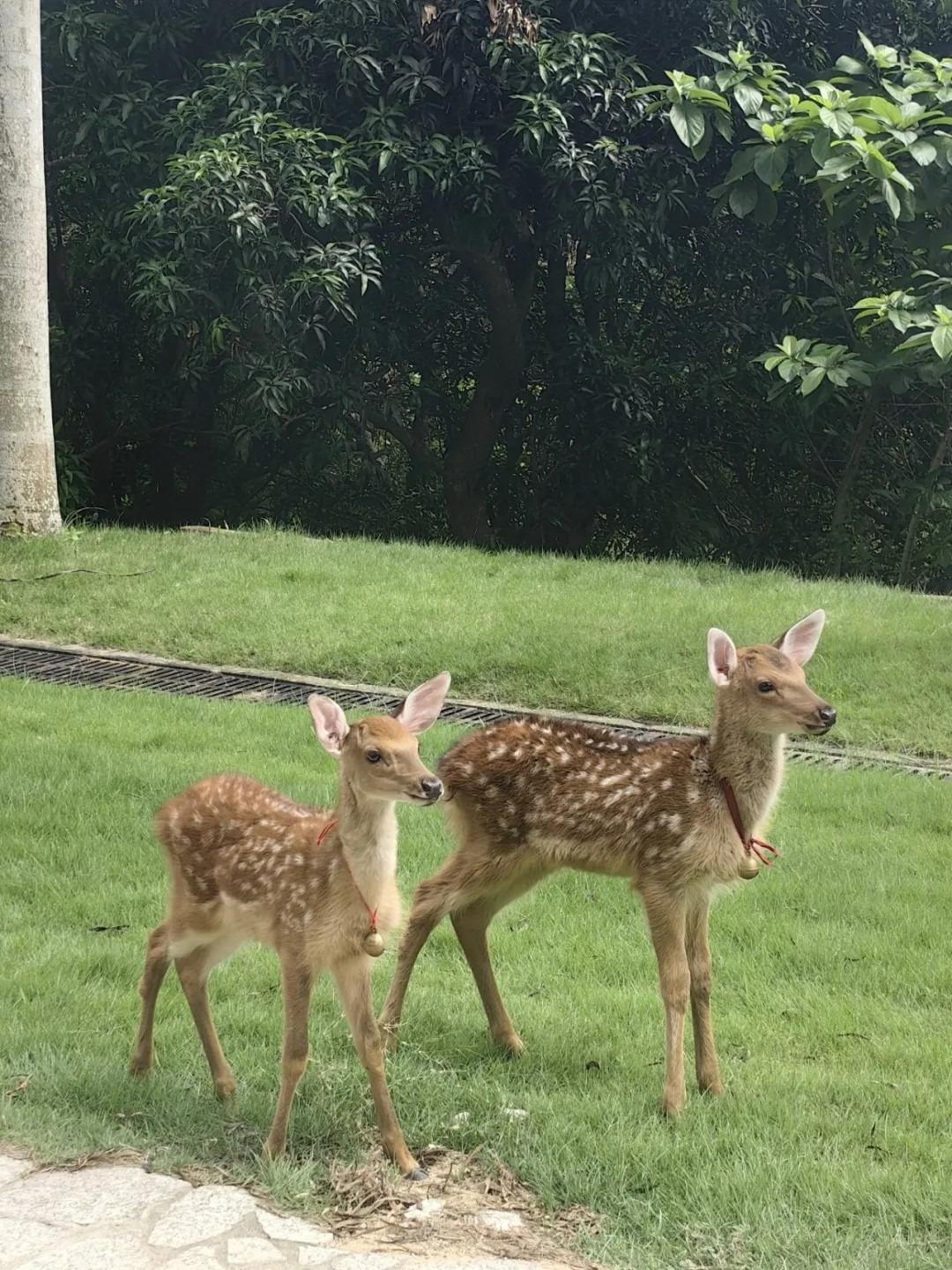 深圳大鵬新區雲海天使灣還是個「綠野仙迹」式的桃源,能近距離看到梅花鹿。(圖片來源:文旅深圳微信)