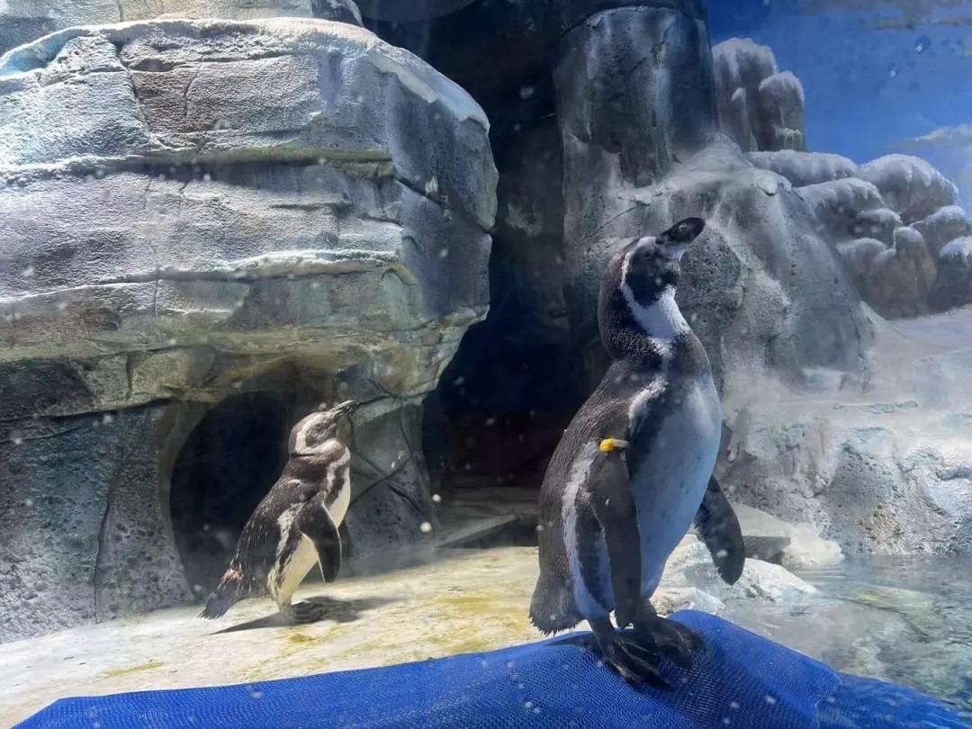 極地館內能夠觀看企鵝千奇百趣的肢體動作與生活情態。(圖片來源:小梅沙宫方視頻)