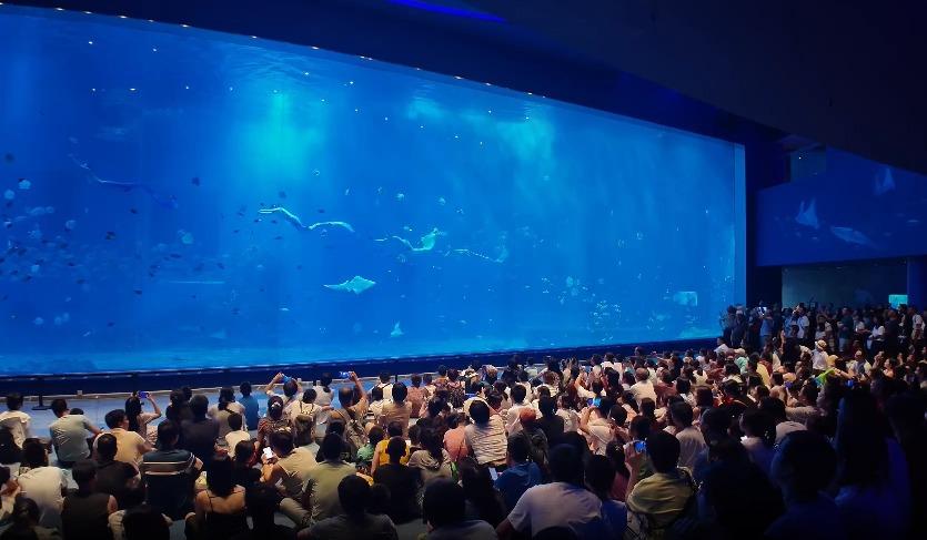 深圳小梅沙海洋世界有四大劇場,分別為青藍洞投影秀、鯨豚劇場、歡樂劇場、海底劇場,精彩表演不要錯過。 (圖片來源:小梅沙官方視頻)