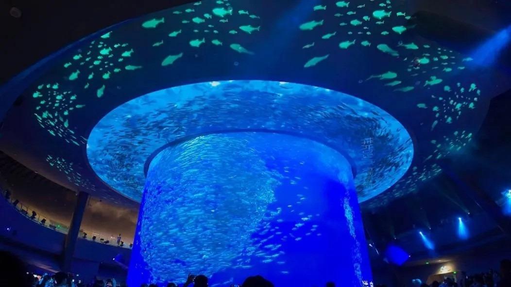 深圳小梅沙海洋世界有全國最大圓柱水族缸,數十萬沙甸魚蔟擁一團,非常壯觀。(圖片來源:小梅沙官方視頻 )