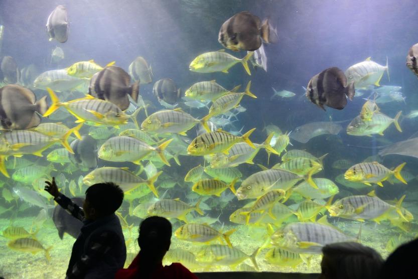 深圳小梅沙海洋世界有200多種珍稀物種,水族館內的熱帶魚在燈光襯托下呈現美麗的海洋世界。(圖片來源:視覺中國)