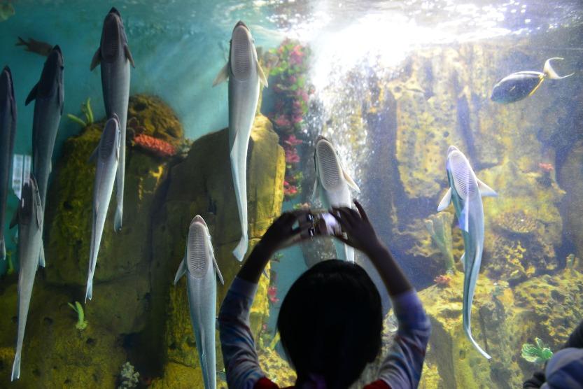 深圳小梅沙海洋世界的熱帶魚群,呈現水下的繽紛世界,非常狀觀。(圖片來源:視覺中國)