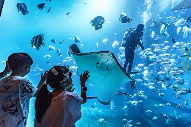 深圳小梅沙海洋世界水族館內的巨型魔鬼魚,非常吸睛。(圖片來源:攝影師_傑文兒@小紅書 )