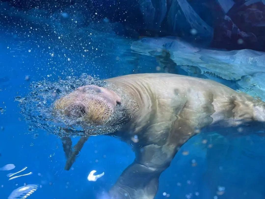 深圳小梅沙海洋世界內有不少難得不見的海洋生物,圖為海狗在水中暢泳。(圖片來源:深圳發布)