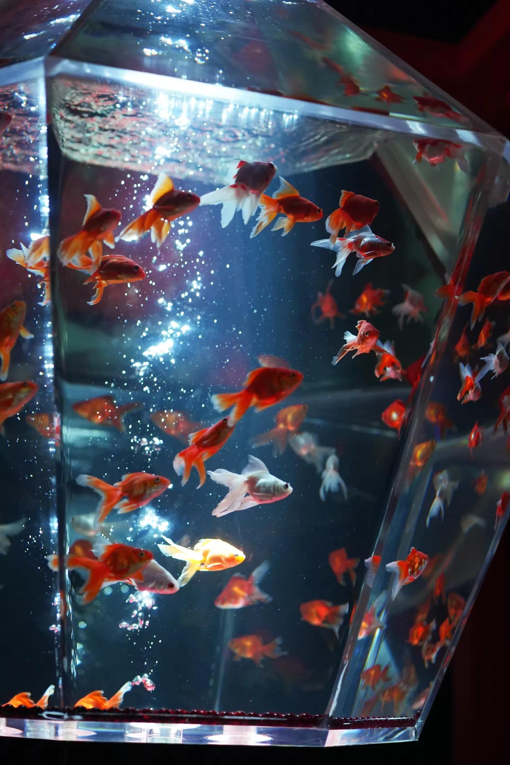 深圳10月展覽攻略:夢幻金魚、巨人雕塑與琉璃大廈