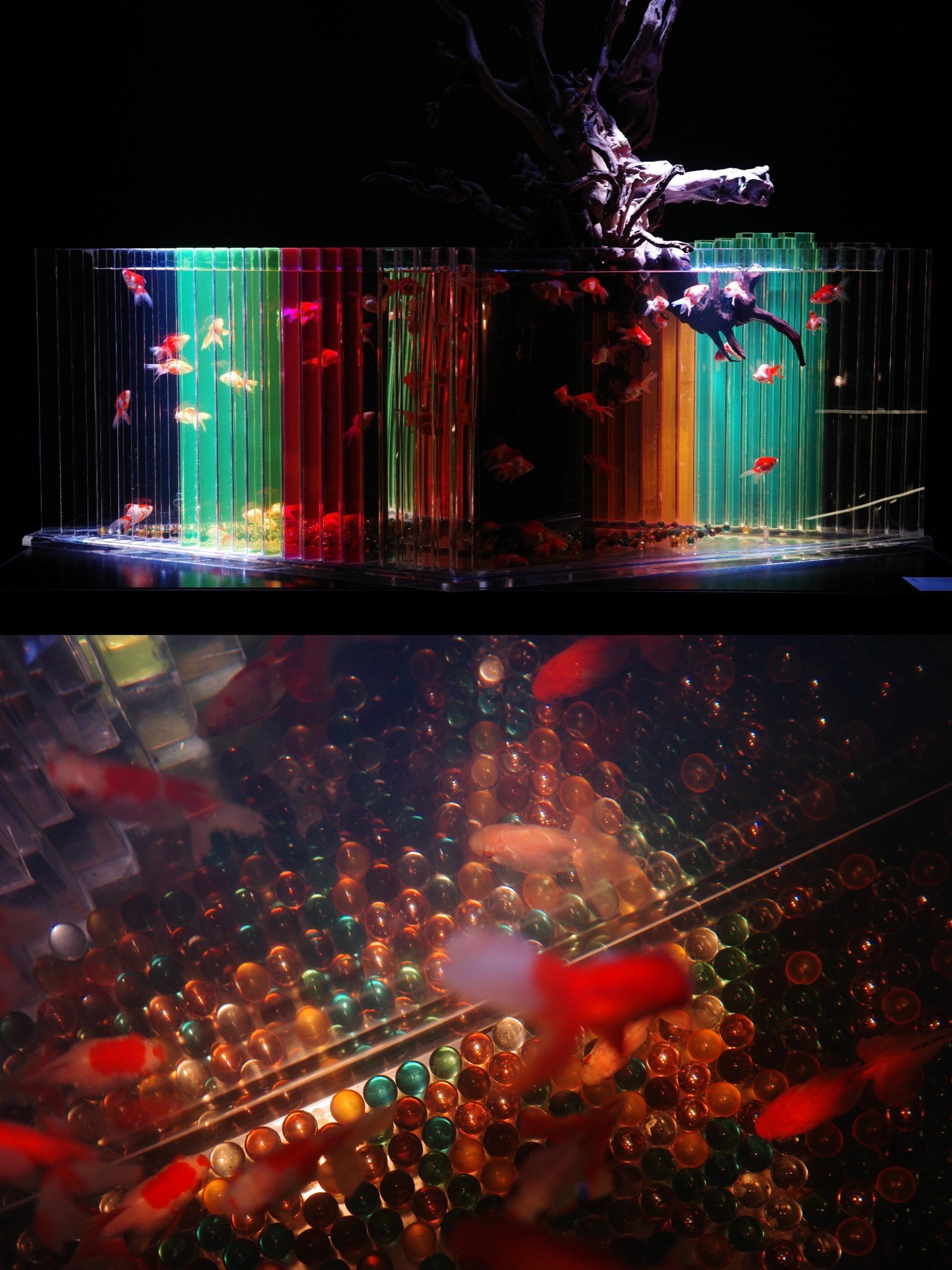 深圳10月展覽攻略:夢幻金魚、巨人雕塑與琉璃大廈