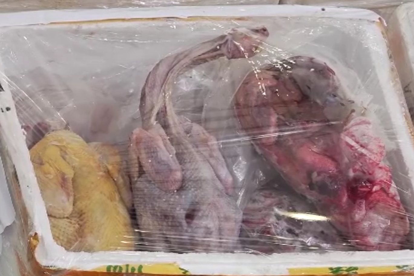 香港聯同內地海關破獲走私食品案 檢約值20萬元凍肉大閘蟹等(港台視像新聞截圖)