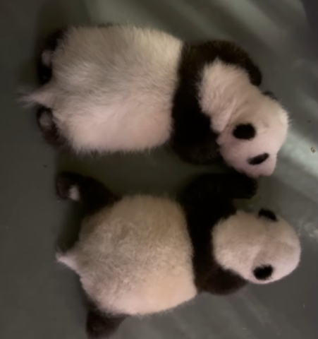 海洋公園發布兩隻初生大熊貓最新影片。(影片截圖)