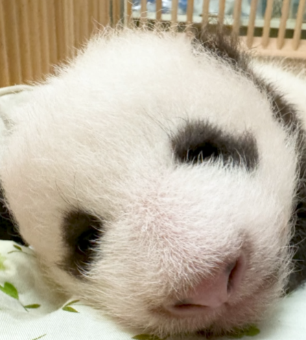 海洋公園發布兩隻初生大熊貓最新影片。(影片截圖)