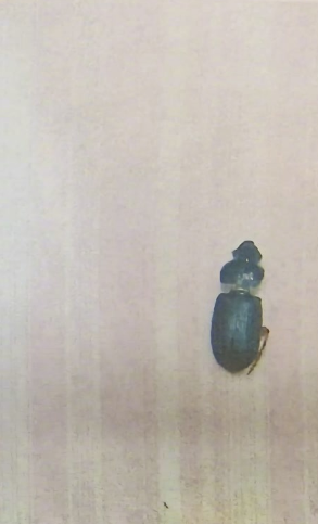 敲詐海底撈|北京一名36歲女食客在北京西城、豐台、通州、大興、順義以及河北燕郊的6家海底撈分店內,故意向自己的調料碗中放入蟲子。(《北京日報》)