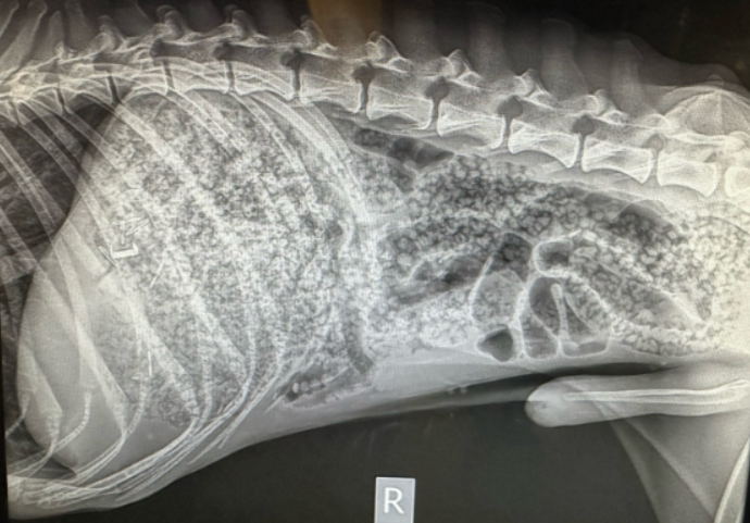 狗狗肚裡都是彩虹珠珠。(互聯網)