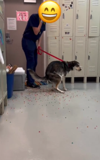 狗狗「痾出彩虹」。(互聯網)