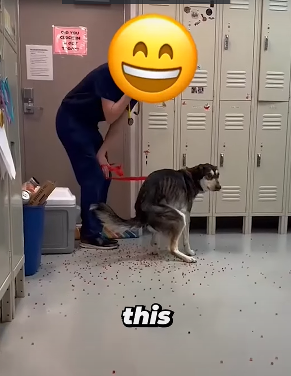 狗狗「痾出彩虹」。(互聯網)