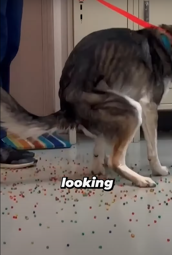 狗狗「痾出彩虹」。(互聯網)