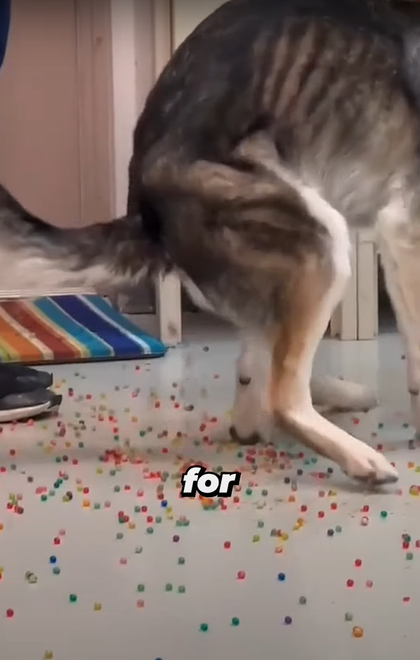 狗狗「痾出彩虹」。(互聯網)