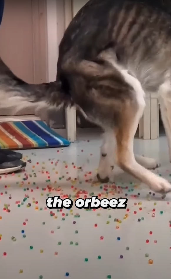 狗狗「痾出彩虹」。(互聯網)