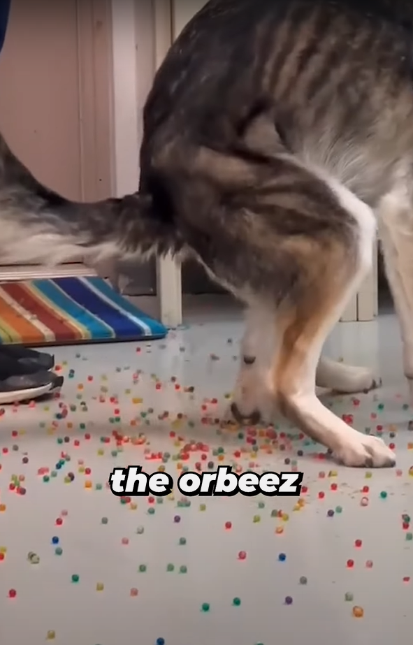 狗狗「痾出彩虹」。(互聯網)