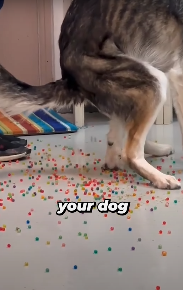 狗狗「痾出彩虹」。(互聯網)