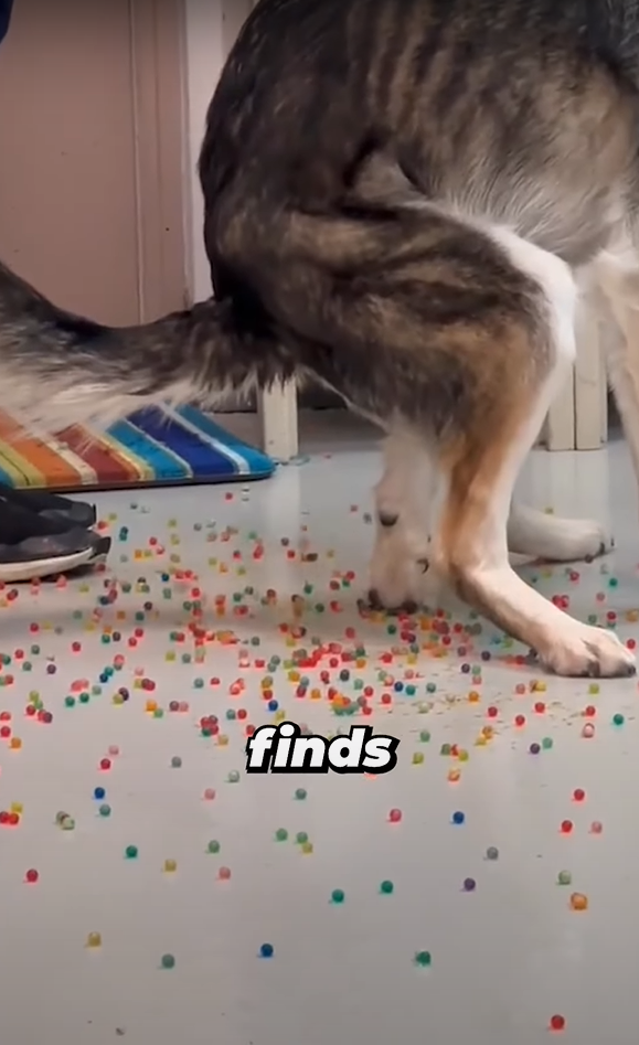 狗狗「痾出彩虹」。(互聯網)