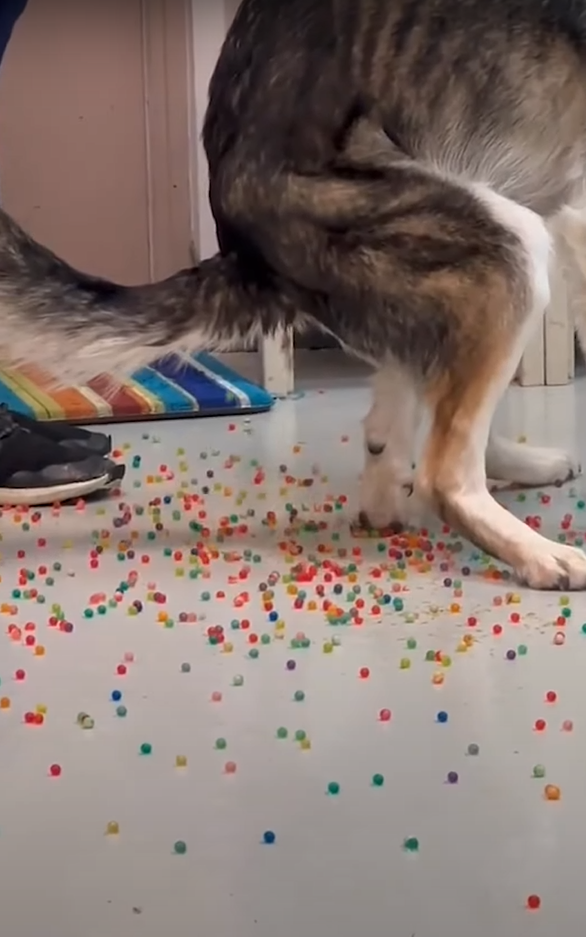 狗狗「痾出彩虹」。(互聯網)