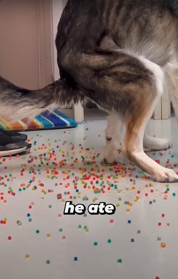 狗狗「痾出彩虹」。(互聯網)