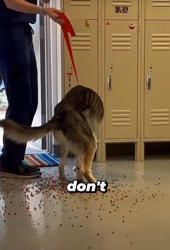 狗狗「痾出彩虹」。(互聯網)