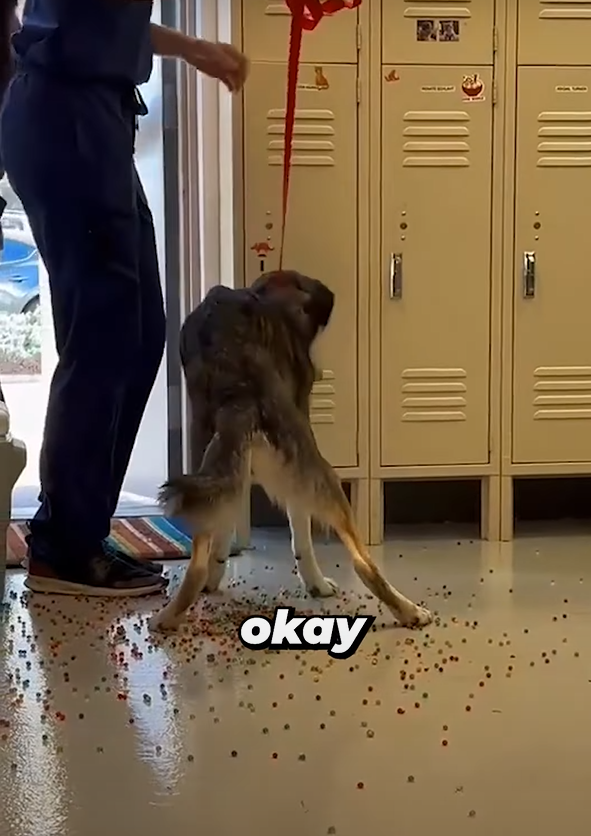 狗狗「痾出彩虹」。(互聯網)