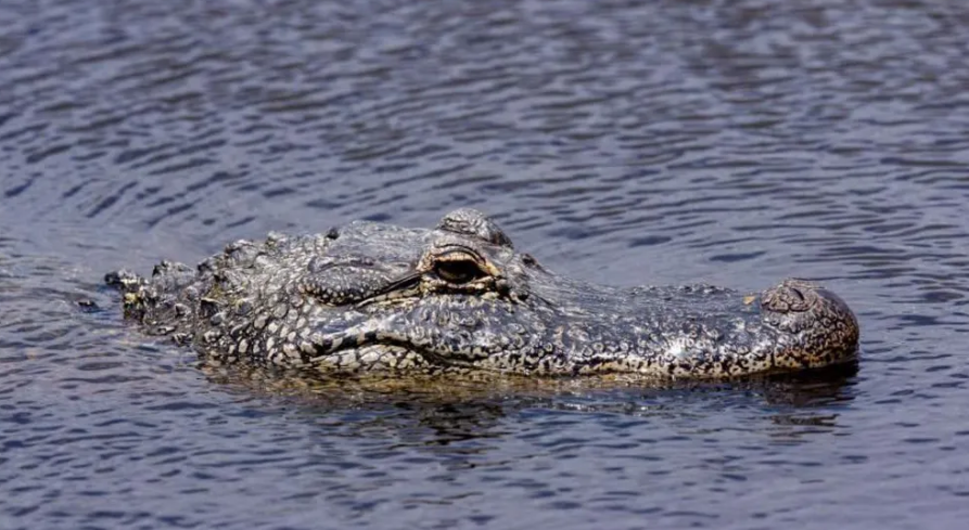 男童本來在海灘上跟朋友玩耍,冷不防被鱷魚叼走。圖中並非涉事鱷魚。(資料圖片)