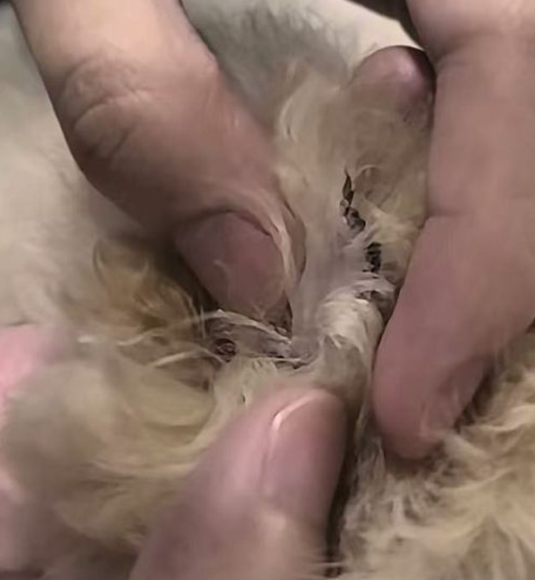 浙江一名女子網購一隻迷你貴婦狗,誰知仔細檢查後竟發現小狗眼睛周圍被劃眼線,「米奇耳」耳朵有曾被修剪留下的傷痕,質疑商家行為是為了令貴婦狗顯得更可愛,抬高價格。(影片截圖)